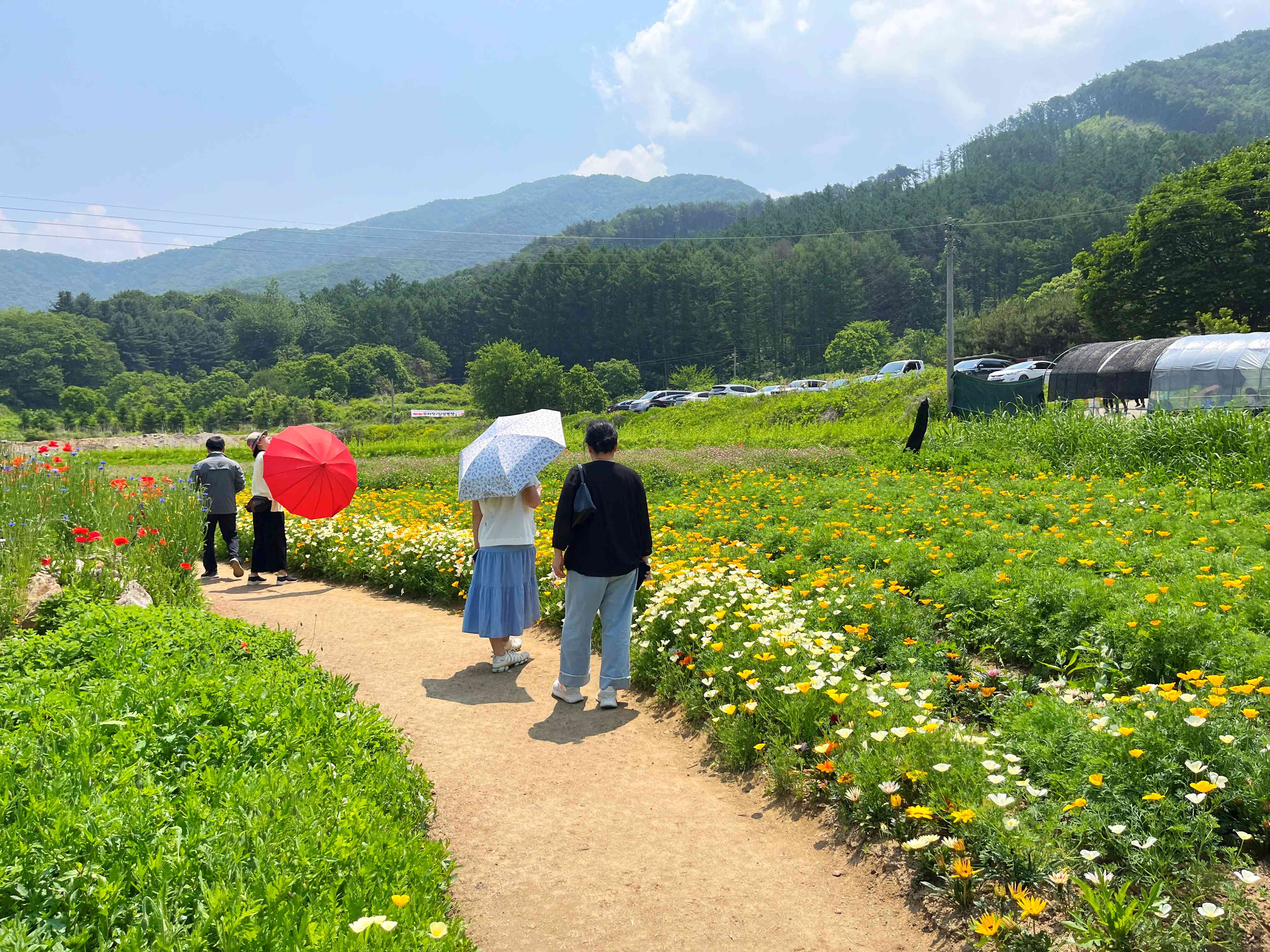용수골 양귀비 축제
