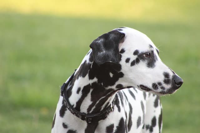 canine atopic dermatitis