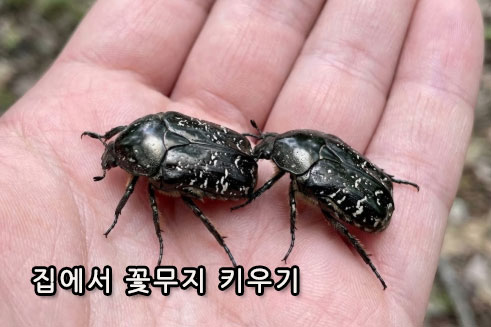 집에서 꽃무지 키우기