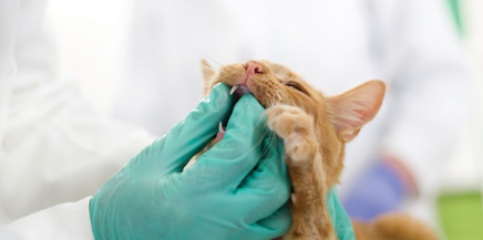 이빨을 보이고 있는 고양이.