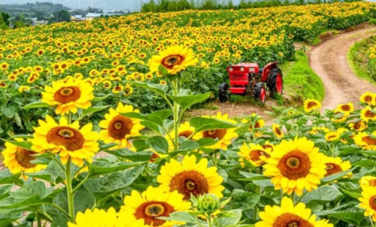 축하를 전할 때 어울리는 꽃 선물