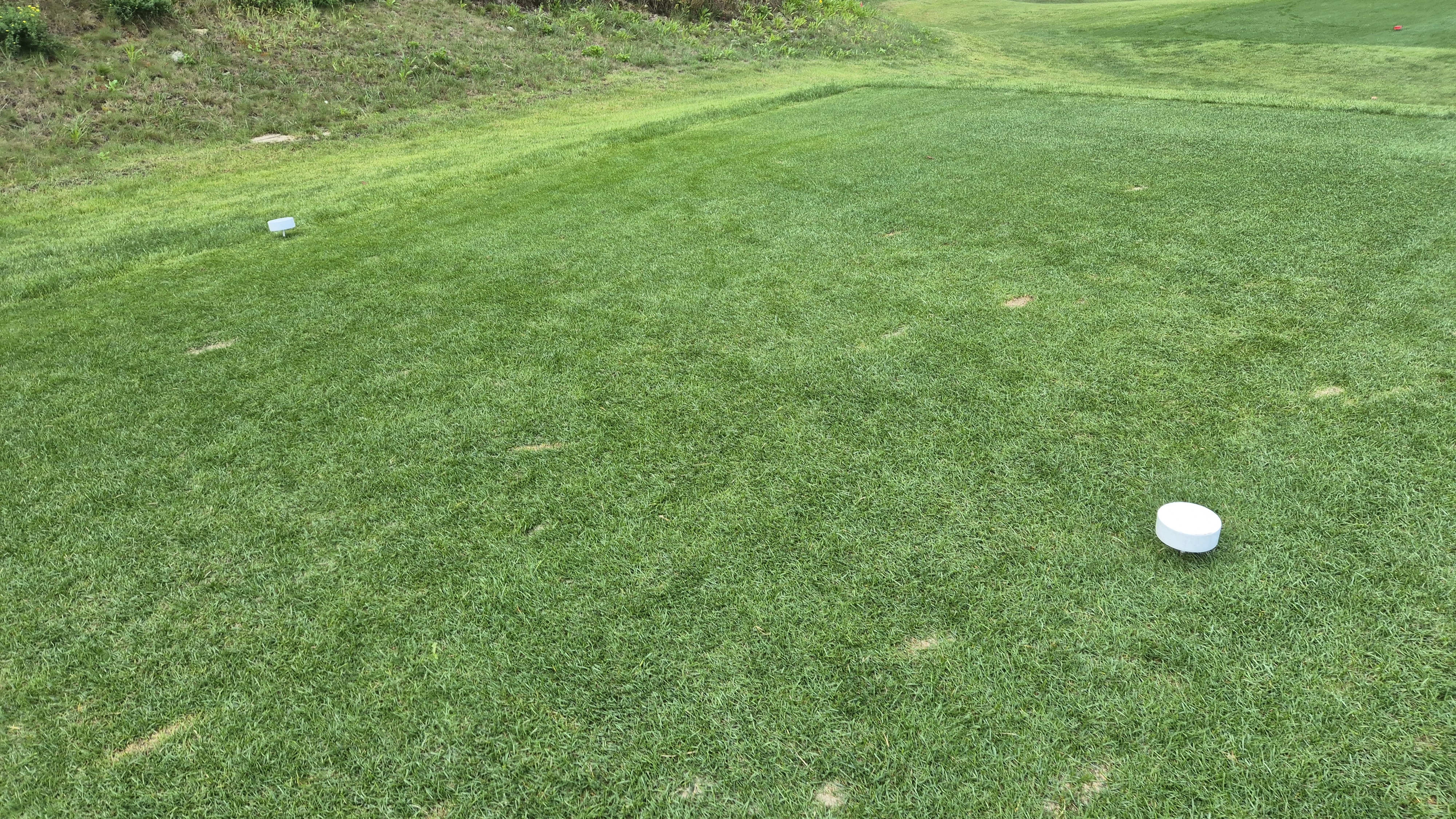 오로라cc 티잉구역 상태