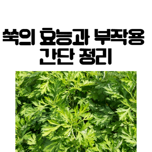 쑥의 효능과 부작용