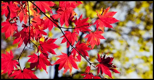 내장산 케이블카 예약방법, 요금, 주차장 정보 (+ 산행코스 )