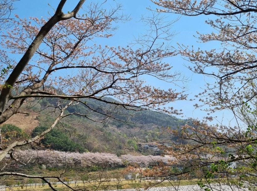 하동십리벚꽃길