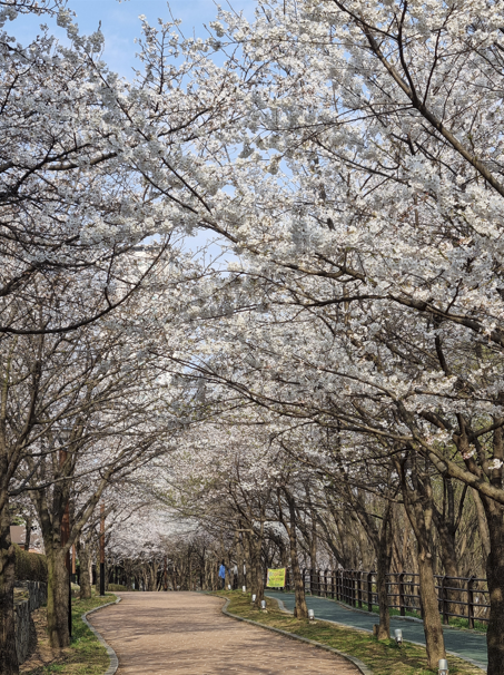 오송호수공원 벛꽃 5