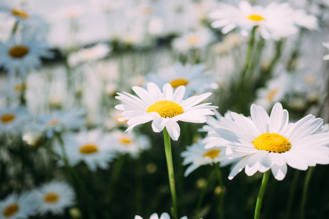 Bloom
