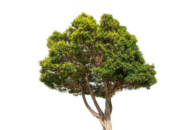 etc-image-20