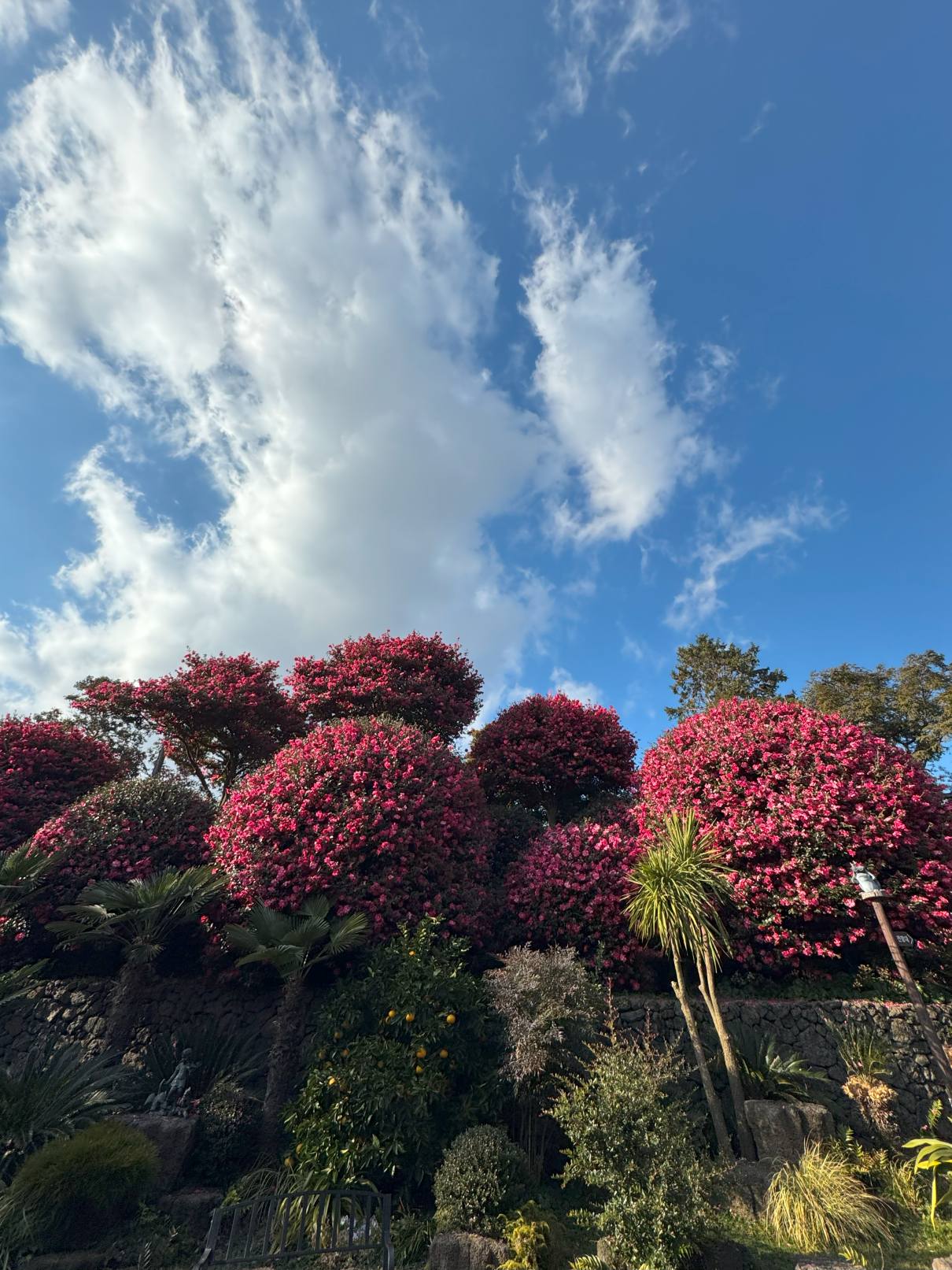 동백수목원 동백꽃