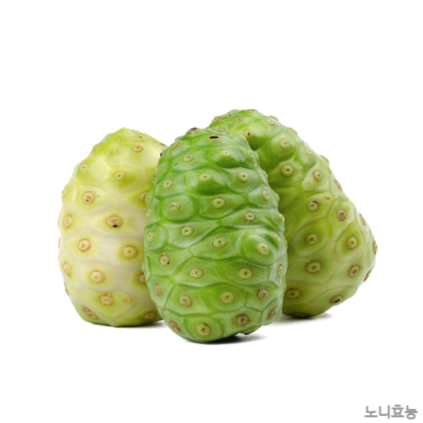 노니 효능│노니 효능 &amp; 부작용 알고 드세요!