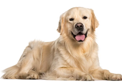 골든 리트리버