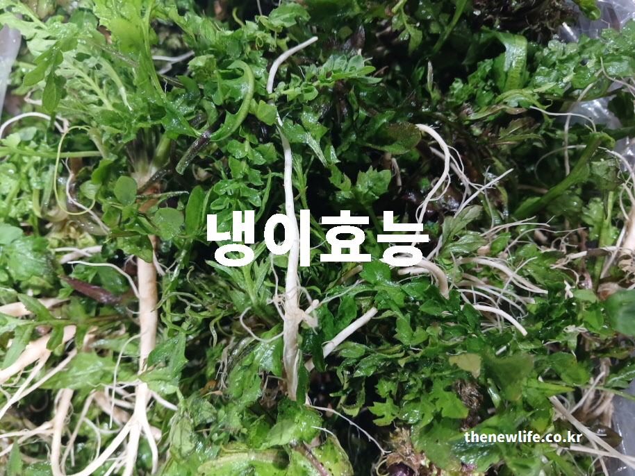 냉이 효능을 설명하는 대표 실사진