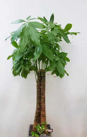 파키라 키우기 분갈이 뿌리관리 물주기간격 쉬운 관리법_31