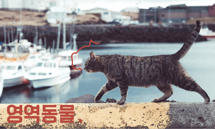 고양이-산책