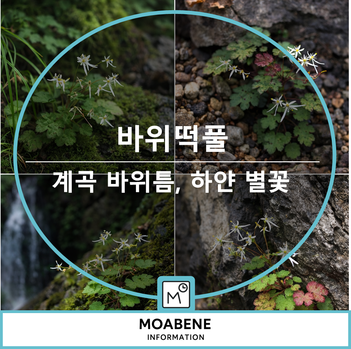 바위떡풀 알아보기: 계곡 바위틈에서 만나는 하얀 별꽃, 식용 활용과 구별법