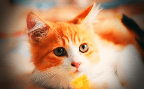 새끼고양이