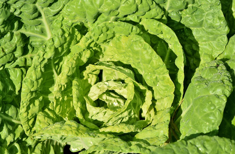 위 건강을 책임지는 양배추의 비타민U 성분과 올바른 세척법