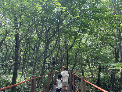 숲터널 같은 구간