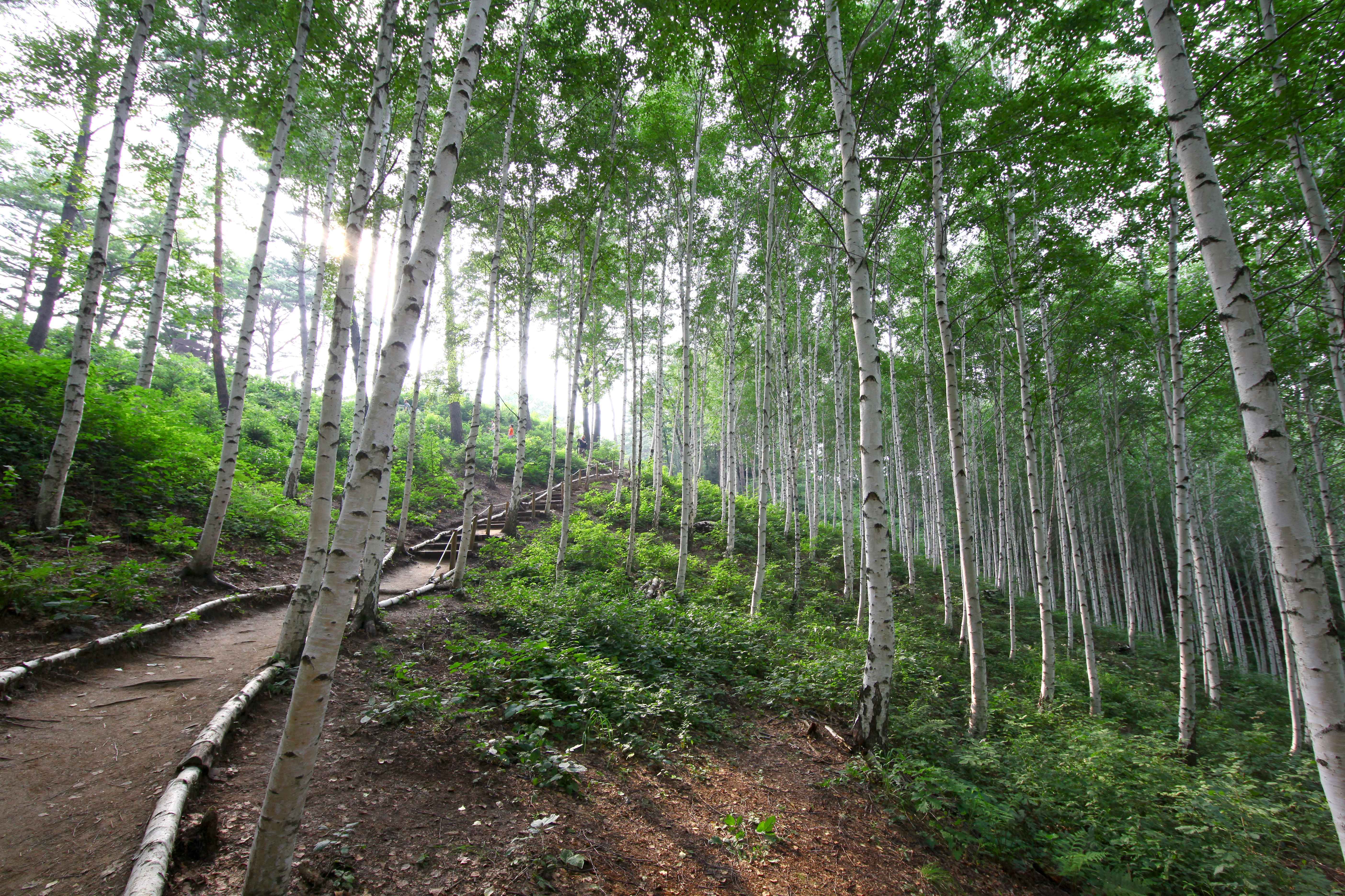 인제 원대리 자작나무 숲 사진