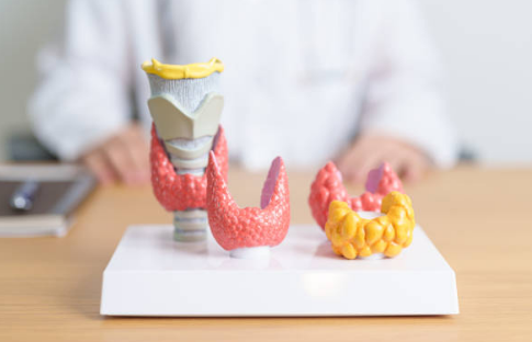 갑상선 기능 저하증 증상&amp;#44; 좋은음식&amp;#44; 수치 총정리 (2024ver)