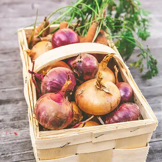 양파 퀘르세틴