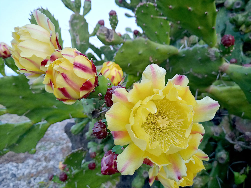 손바닥 선인장 백년초