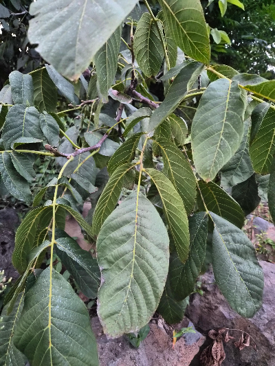 호두나무잎 클로즈업