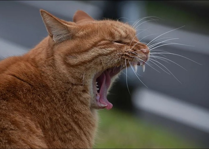 하품하는-고양이-모습