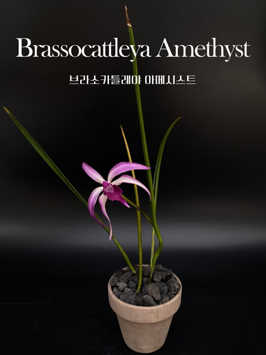 Brassocattleya Amethyst