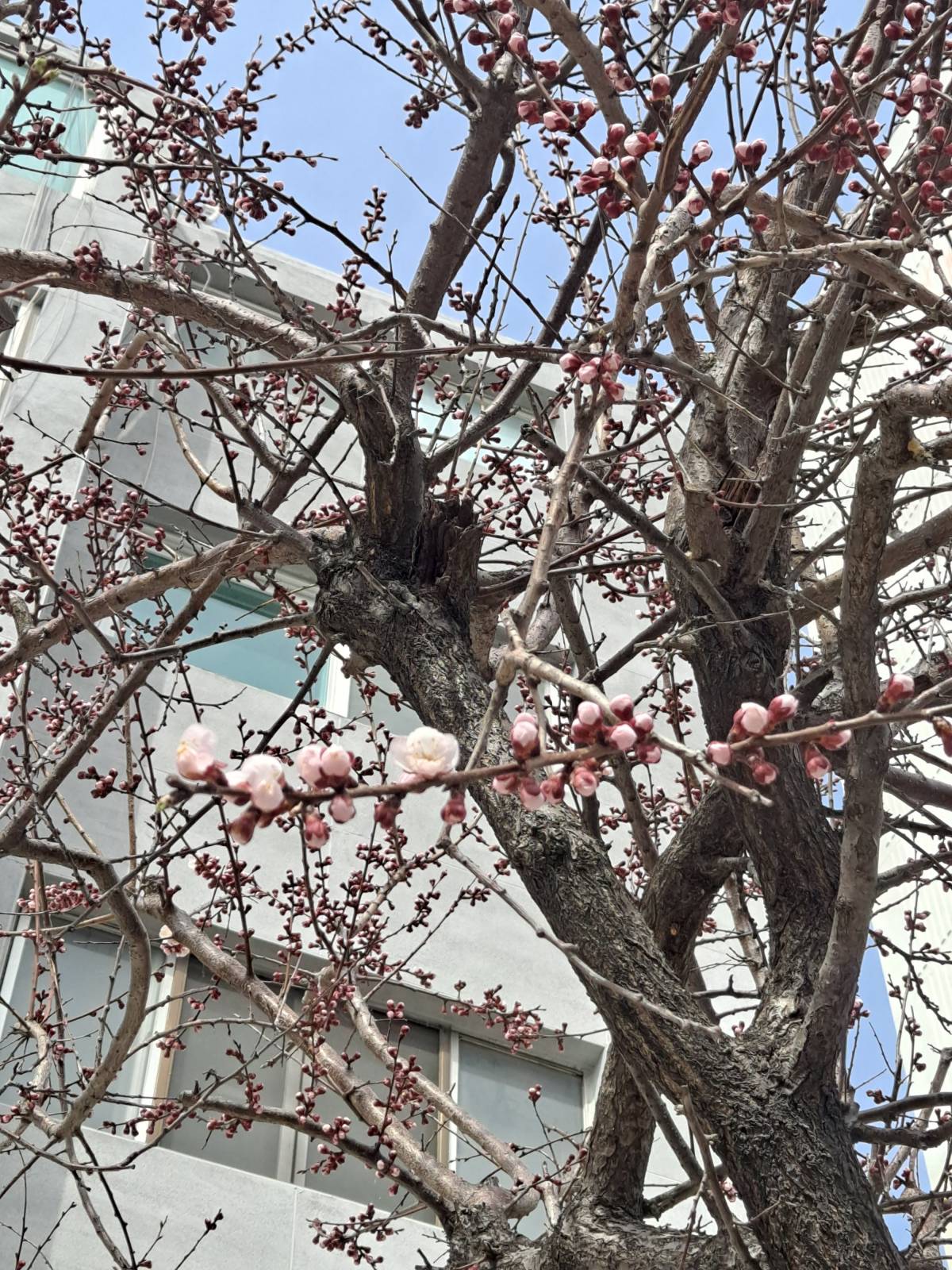살구나무꽃