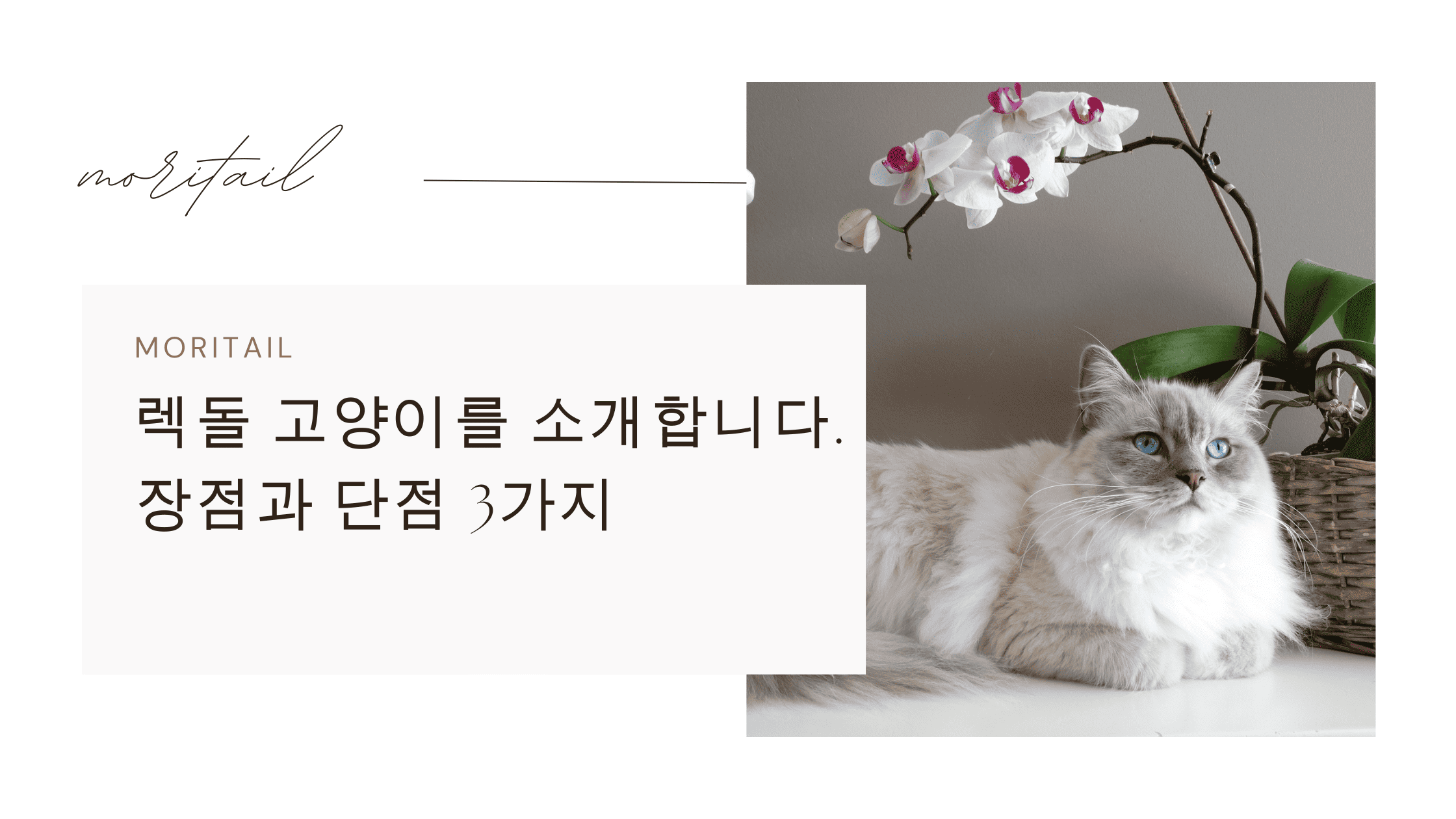 렉돌 고양이를 소개합니다. 장점과 단점 3가지