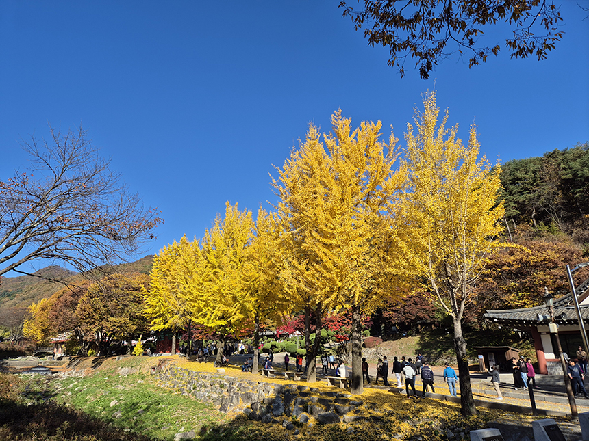 배론 성지 은행나무길