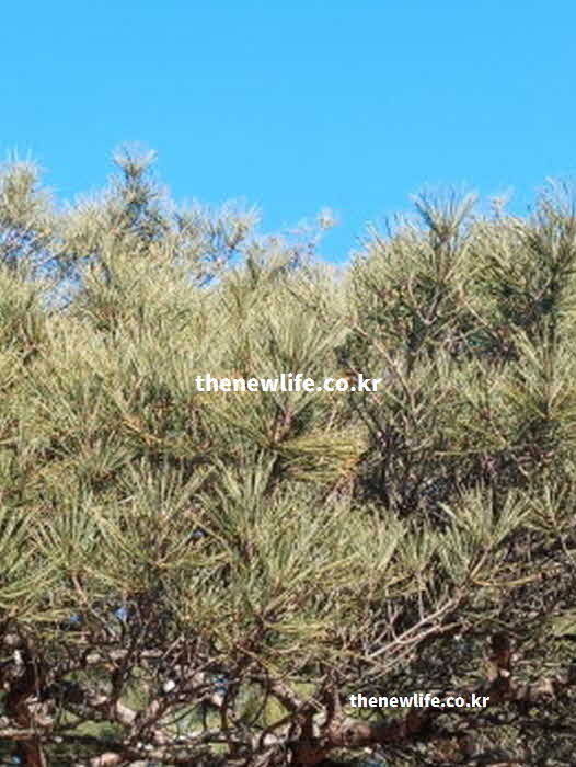 솔잎 효능 빈혈 예방 철분 비타민C 피톤치드