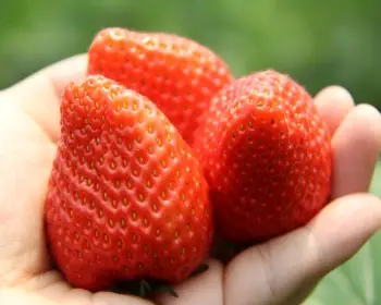 양평딸기 송어축제_2