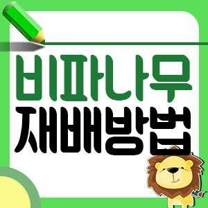 비파나무의 특징, 효능, 활용법 및 재배방법1