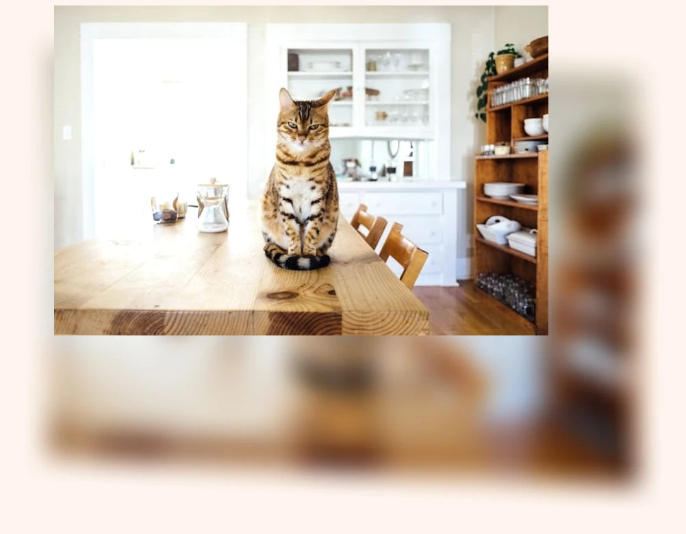 고양이 키우기_3_subsection