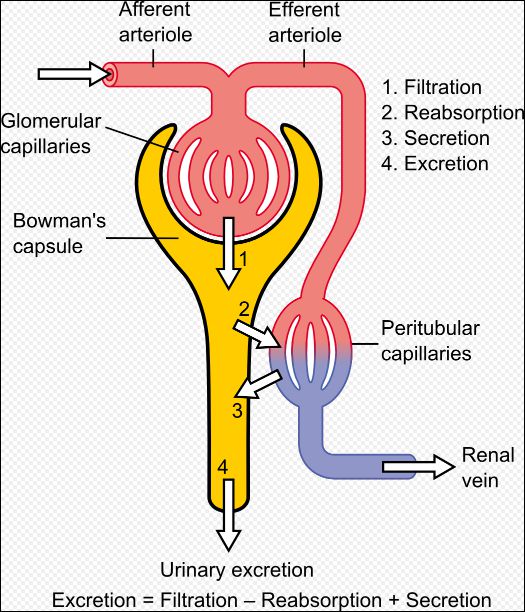 사구체여과율계산기