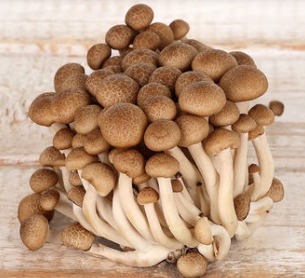 만가닥버섯 효능 및 먹는법, 쓴맛 / 보관법(냉장, 냉동), 손질법