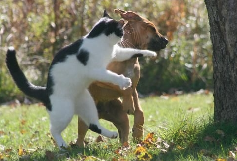 개와 고양이 오해, 의사소통 오류