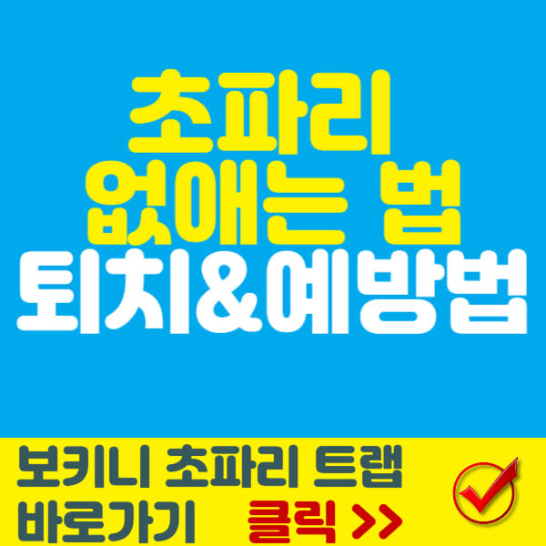 초파리 없애는 법 썸네일