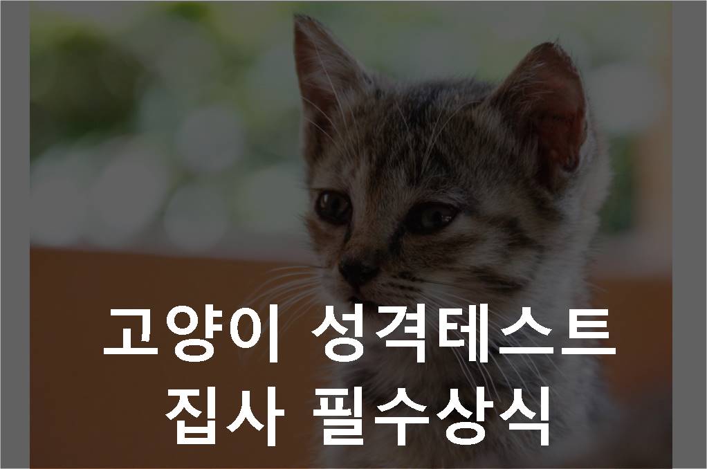 고양이성격테스트