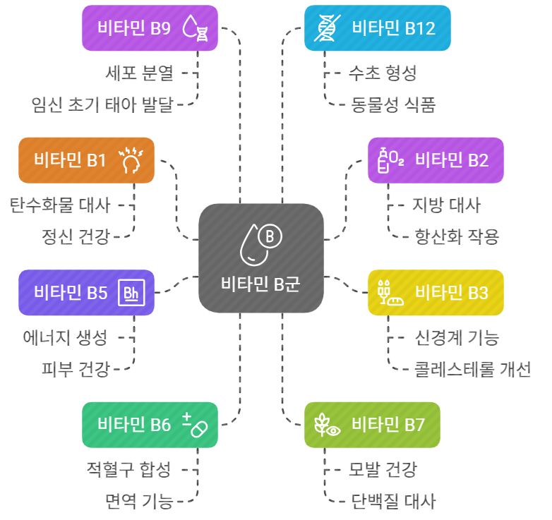 비타민B 종류 및 비타민B 효능