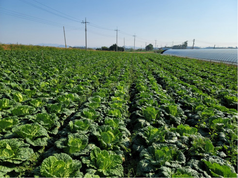 롯데마트 절임배추 예약 2025