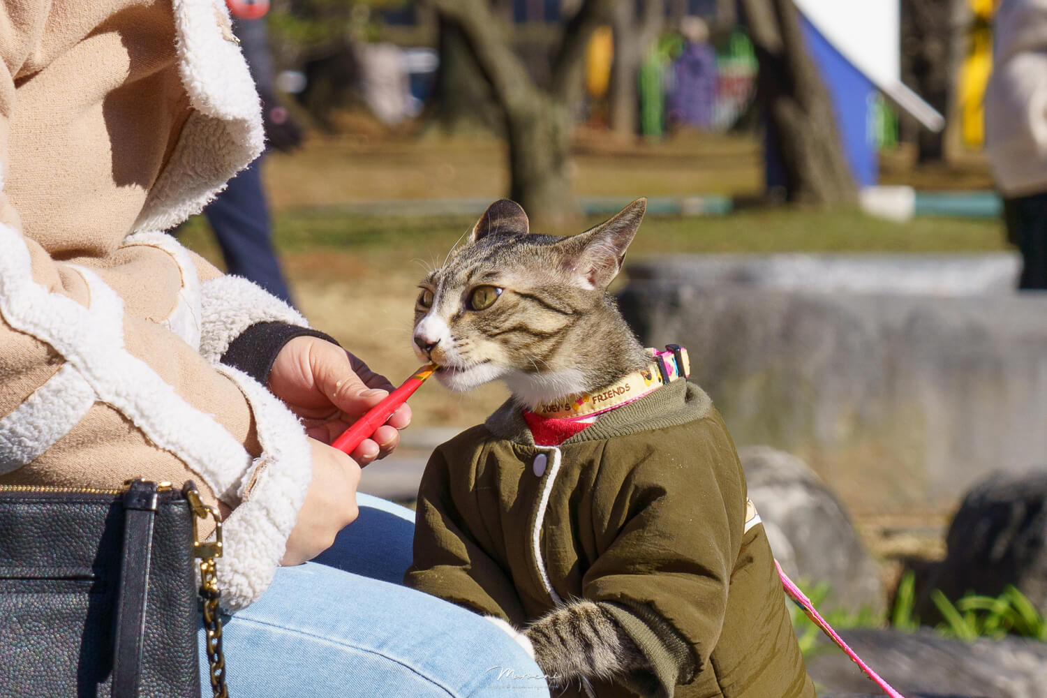 중앙공원 애견운동장