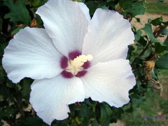 8월에 피는 꽃 이름 종류별 특징 정리 보기_14