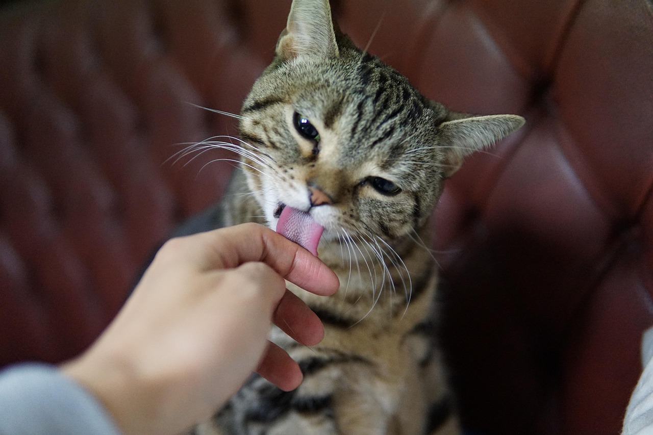 분리불안 고양이 오버그루밍 해결법
