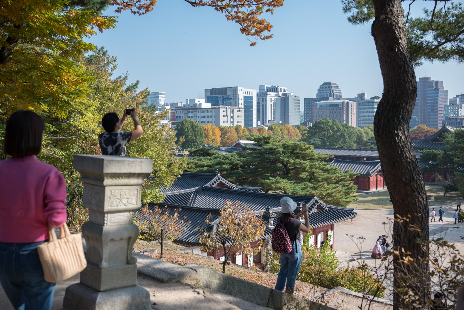 2024년 10월 30일 창경궁 단풍 근황