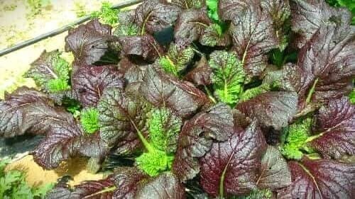 적겨자-청겨자-수확-효능-먹는법