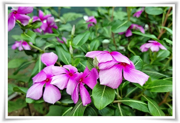 정원 "일일초 키우기" 여름을 환하게 밝히는 정원의 보석!