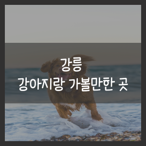 강릉 강아지랑 가볼만한 곳